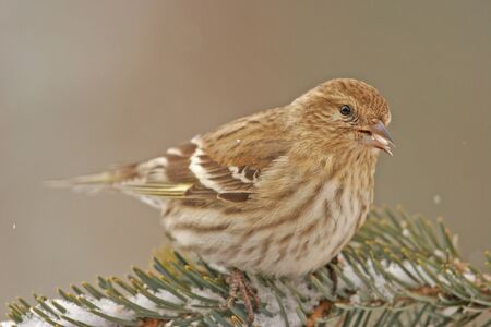 Pine Siskin  Carduelis pinus 