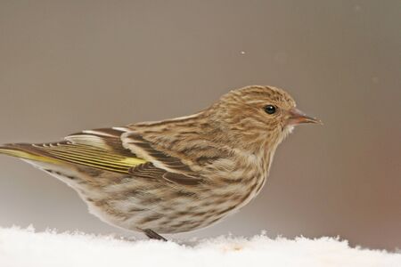 Pine Siskin  Carduelis pinus の写真素材
