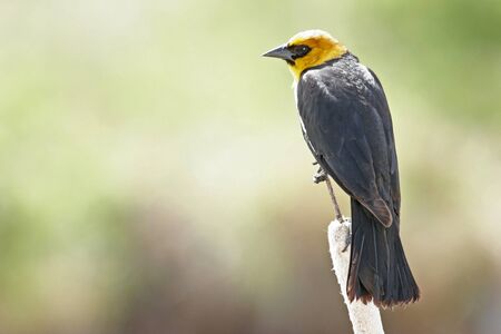 Yellow-headed Blackbird male (Xanthocephalus xanthocephalus)の写真素材