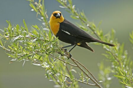 Yellow-headed Blackbird male (Xanthocephalus xanthocephalus)の写真素材