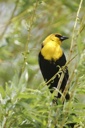 Yellow-headed Blackbird male (Xanthocephalus xanthocephalus)の写真素材