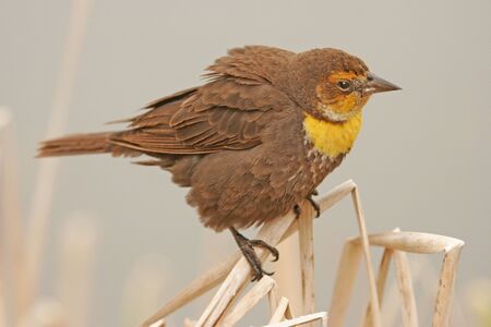Yellow-headed Blackbird female (Xanthocephalus xanthocephalus)の写真素材