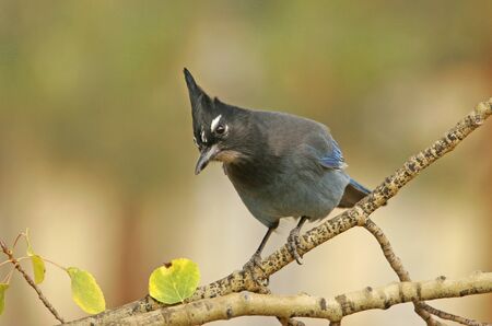 Steller's Jay (Cyanocitta stelleri)の写真素材