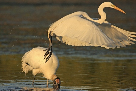 Great Egret (Ardea alba) flying