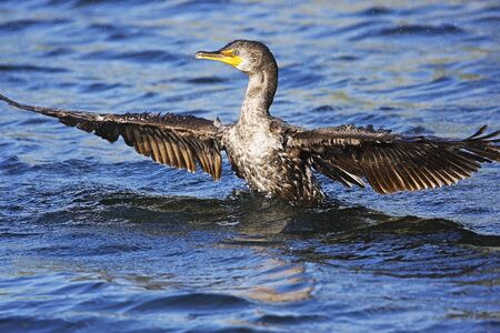 Double-Crested Cormorant male (Phalaccrocorax auritus) flyingの写真素材