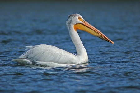 White Pelican (Pelecanus erythrorhynchos)の写真素材