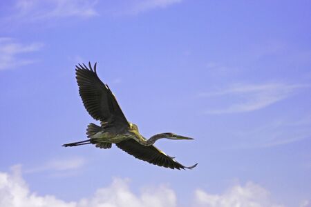 Great Blue Heron (Ardea herodias) flyingの写真素材