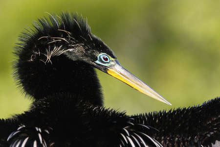 Anhinga (Anhinga anhinga) male with breeding colorsの写真素材