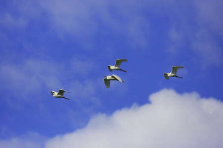 Snowy Egrets (Egretta thula) flying の写真素材