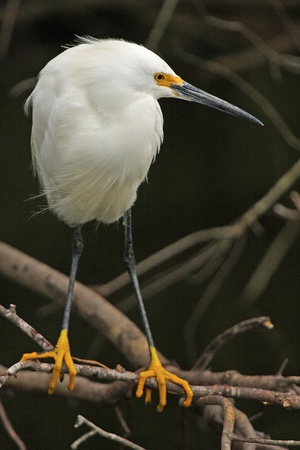 Snowy Egret (Egretta thula)の写真素材