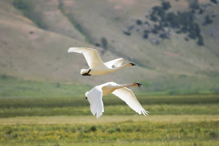 Trumpeter Swans (Cygnus buccinator) flyingの写真素材