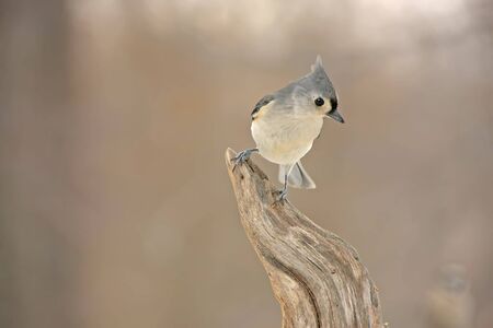 Tufted Titmouse (Baeolophus bicolor)の写真素材