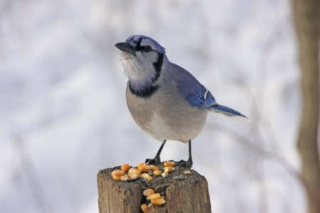  Blue Jay (Cyanocitta cristata)の写真素材