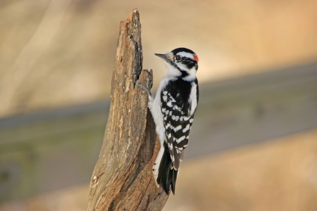 Downy Woodpecker (Picoides pubescens) maleの写真素材