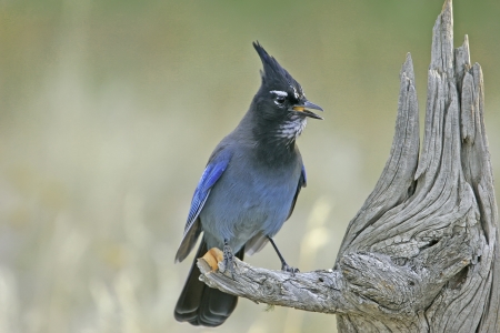Steller's Jay (Cyanocitta stelleri) sitting on a treeの写真素材