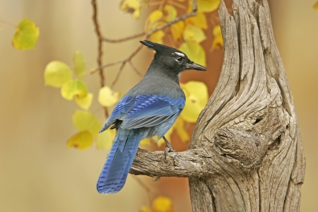 Stellerの写真素材