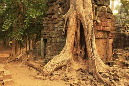Ta Prohm temple, Angkor area, Siem Reap, Cambodiaの写真素材