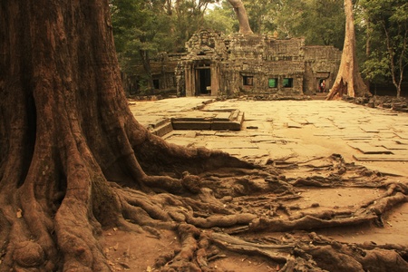 Ta Prohm temple, Angkor area, Siem Reap, Cambodiaの写真素材