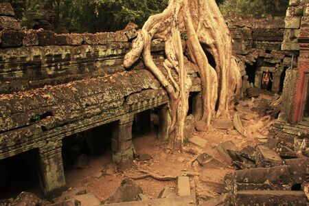 Ta Prohm temple, Angkor area, Siem Reap, Cambodiaの写真素材