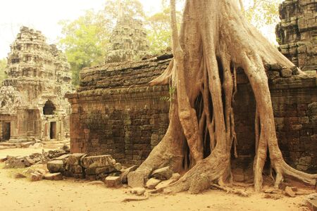 Ta Prohm temple, Angkor area, Siem Reap, Cambodiaの写真素材