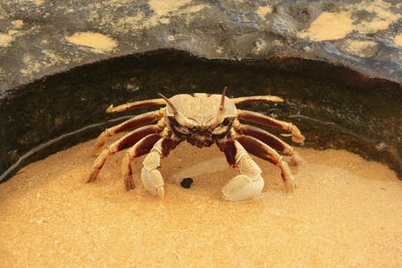 Horn-eyed ghost crab (Ocypode ceratophthalmus) on a rockの写真素材