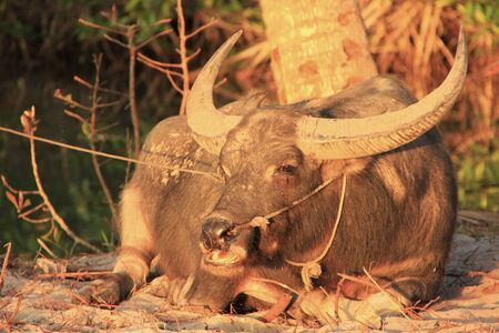 Water buffalo laying on a beach of Koh Rong island, Cambodia, Southeast Asia