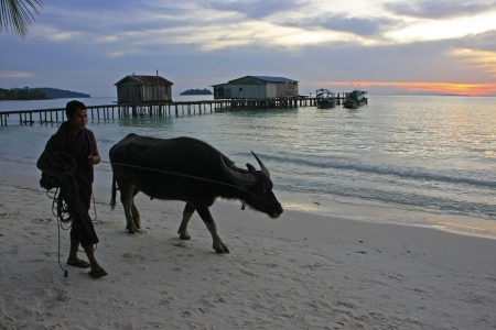 Silhouette of local man and water buffalo at sunrise, Koh Rong island, Cambodia, Southeast Asiaのeditorial素材