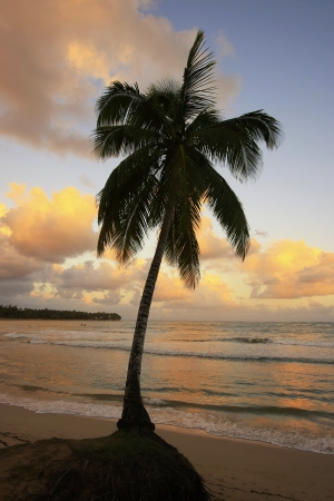 Leaning palm tree at Las Terrenas beach at sunset, Samana peninsula, Dominican Republicの写真素材