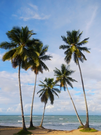 Las Terrenas beach, Samana peninsula, Dominican Republicの写真素材