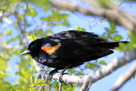 Red-winged Blackbird (Agelaius phoeniceus)