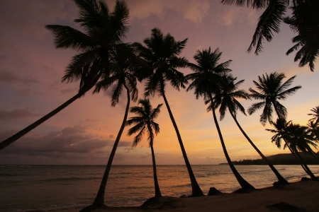 Silhouette of palm trees at sunrise, Las Galeras beach, Samana peninsula, Dominican Republicの写真素材