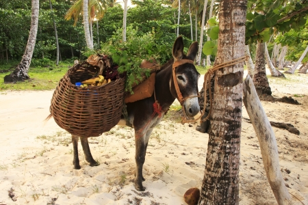 Donkey at Las Galeras beach, Samana peninsula, Dominican Republicの写真素材