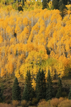 Aspen trees with fall color, San Juan National Forest, Colorado, USAの写真素材
