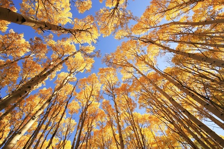 Aspen trees with fall color, San Juan National Forest, Colorado, USAの写真素材