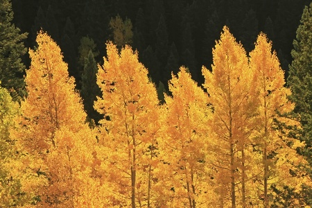 Aspen trees with fall color, San Juan National Forest, Colorado, USA