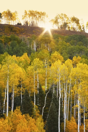 Aspen trees with fall color, San Juan National Forest, Colorado, USAの写真素材