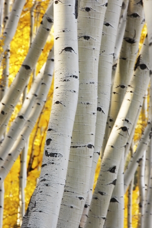 Aspen forest in a fall, Colorado, USAの写真素材