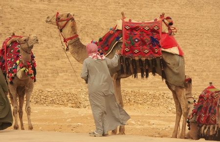 Bedouin with camels near Pyramid of Khafre, Cairo, Egyptの写真素材
