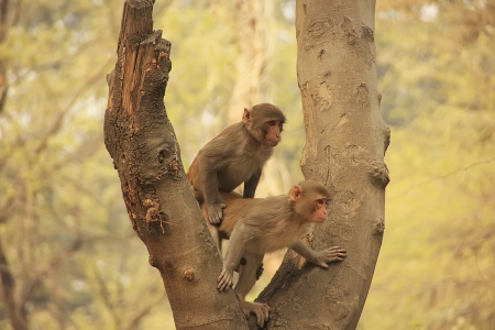 Young Rhesus Macaques sitting on a tree, New Delhi, Indiaの写真素材