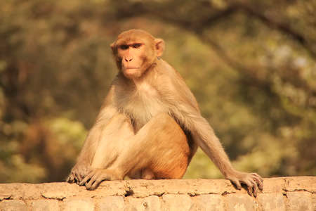 Rhesus Macaque sitting on a fence in the street, New Delhi, Indiaの写真素材