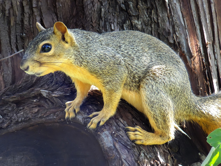 Eastern Fox Squirrel  Sciurus niger  sitting on a treeの写真素材