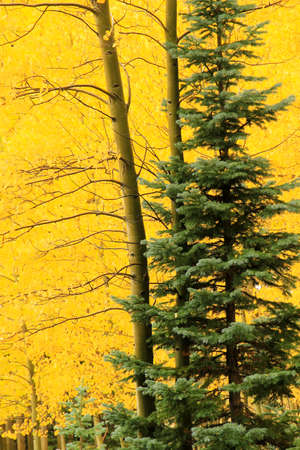 Aspen trees with fall color, Uncompahgre National Forest, Colorado, USAの写真素材