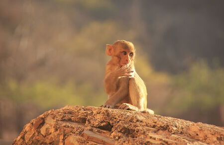 Young Rhesus macaque  Macaca mulatta  sitting at Taragarh Fort, Bundi, Rajasthan, India 