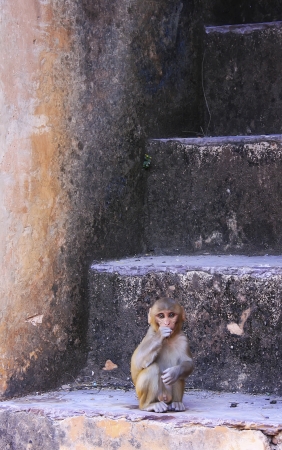 Rhesus macaque  Macaca mulatta  sitting at Taragarh Fort, Bundi, Rajasthan, Indiaの写真素材