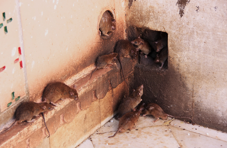 Holy rats running around Karni Mata Temple, Deshnok, Rajasthan, Indiaの写真素材