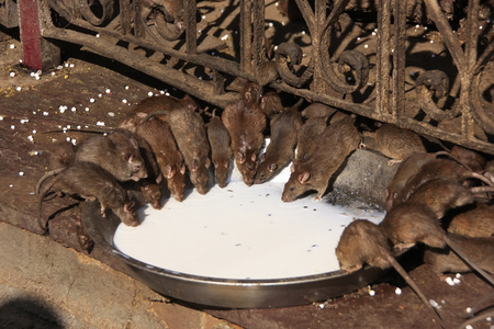 Holy rats drinking milk from a bowl, Karni Mata Temple, Deshnok, Rajasthan, Indiaの写真素材