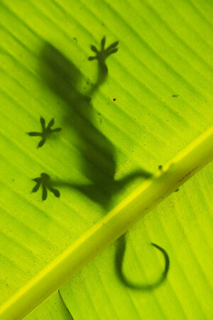Silhouette of tokay gecko on a palm tree leaf, Ang Thong National Marine Park, Thailandの写真素材
