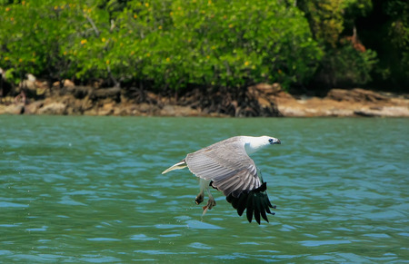 White-bellied Sea Eagle hunting, Langkawi island, Malaysiaの写真素材