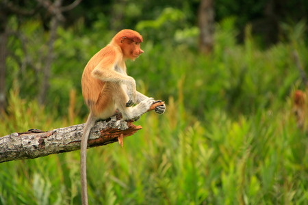 Young Proboscis monkey sitting on a tree, Borneo, Malaysiaの写真素材