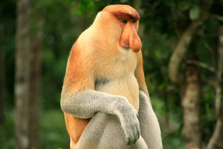 Proboscis monkey sitting on a tree, Borneo, Malaysiaの写真素材